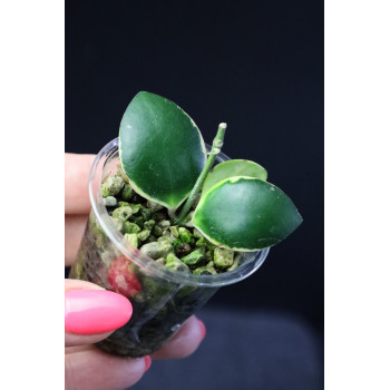 Hoya 'Palta' ( incurvula albomarginata ) - rooted, growing internet store