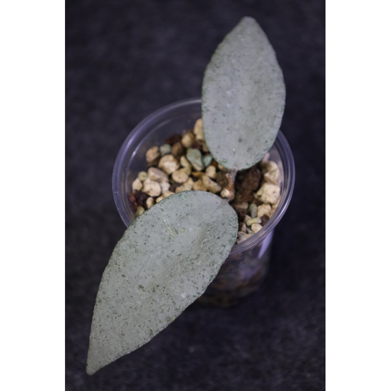 Hoya caudata 'Argene' ukorzeniona sklep z kwiatami hoya