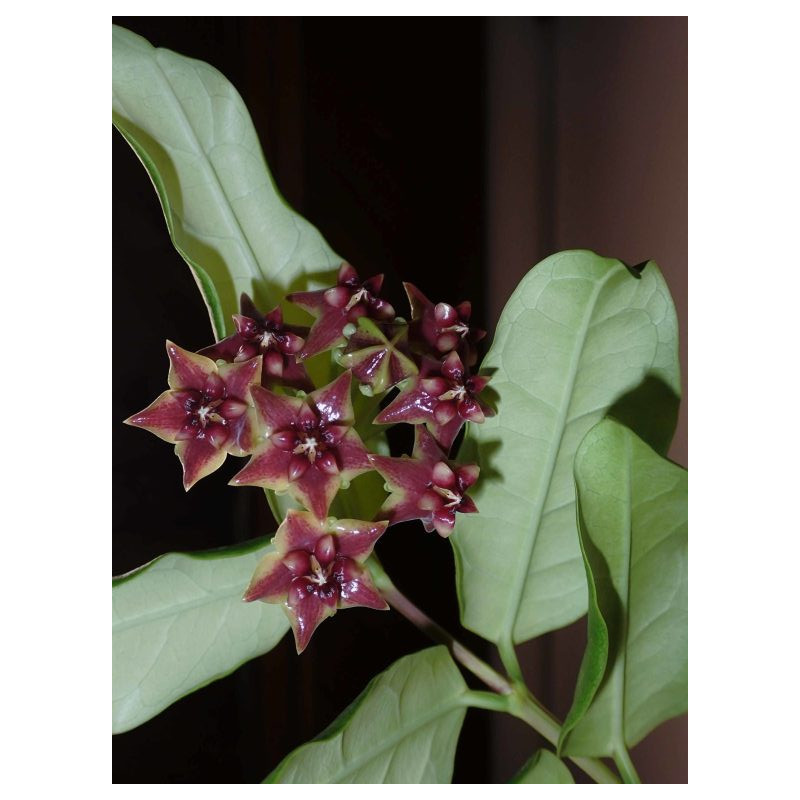 Hoya sp. SR2017-012 'Frog Foot' store with hoya flowers