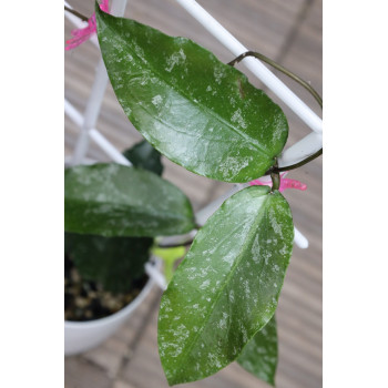 Hoya LP006 ( erythrina x caudata ) internet store