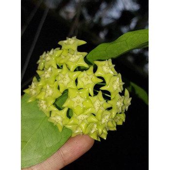 Hoya NOID sp. Sulawesi ( sp. Mamasa 01 “Yellow Flower” ) sklep z kwiatami hoya