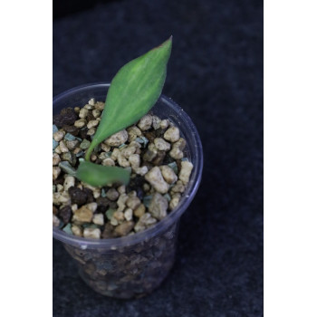 Hoya 'Mali' ( nummularioides yellow variegata ) - rooted internet store