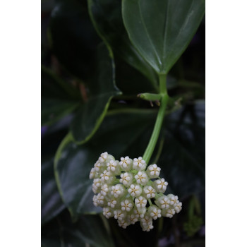 Hoya subquintuplinervis outer variegated store with hoya flowers