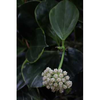 Hoya subquintuplinervis outer variegated store with hoya flowers