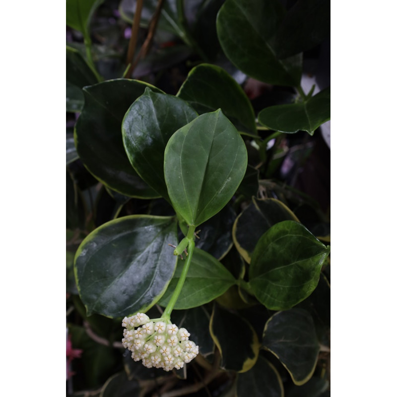 Hoya subquintuplinervis outer variegated store with hoya flowers