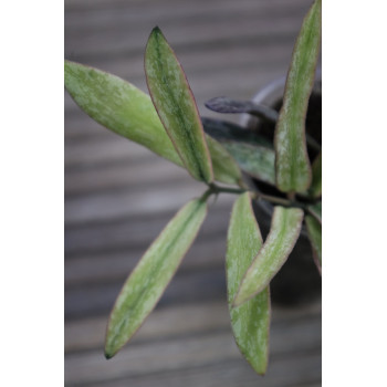 Hoya sigillatis albomarginata (AH Eternity) sklep internetowy