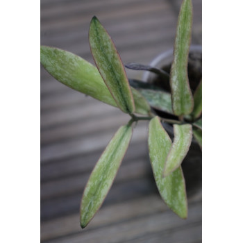 Hoya sigillatis albomarginata (AH Eternity) store with hoya flowers