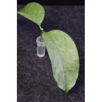 Vials for transporting/rooting plants - 10 pcs (M) store with hoya flowers