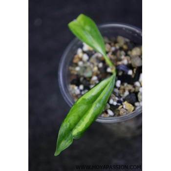 Hoya yingjiangensis inner variagated - rooted internet store