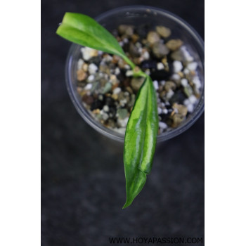 Hoya yingjiangensis inner variagated - ukorzeniona sklep z kwiatami hoya