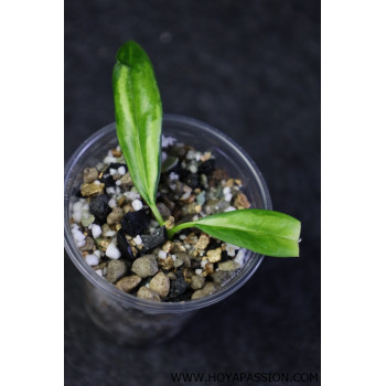 Hoya yingjiangensis inner variagated - ukorzeniona sklep z kwiatami hoya