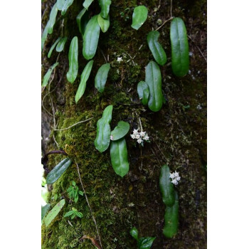 Hoya gaoligongensis - ukorzeniona sklep z kwiatami hoya