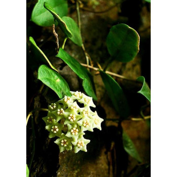 Hoya gaoligongensis - rooted store with hoya flowers