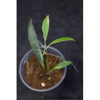 Hoya tsangii outer variegated - ukorzeniona sklep z kwiatami hoya