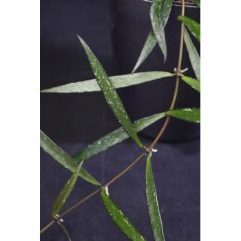 Hoya NO ID sp. Sumatra store with hoya flowers