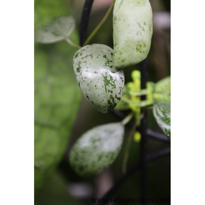 Hoya lacunosa SULCATA sklep z kwiatami hoya