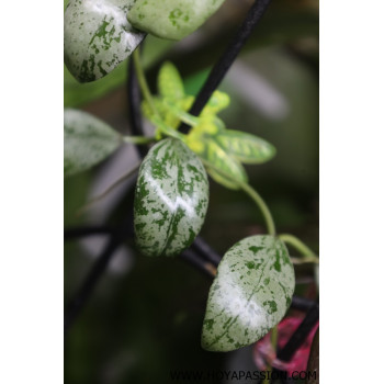 Hoya lacunosa SULCATA store with hoya flowers