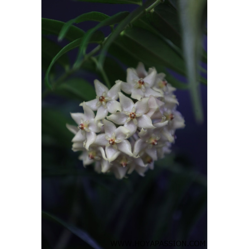 Hoya leucantha PNG sklep z kwiatami hoya