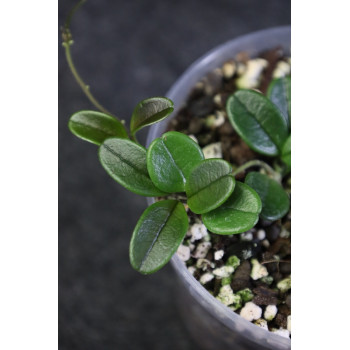 Hoya uniflora store with hoya flowers