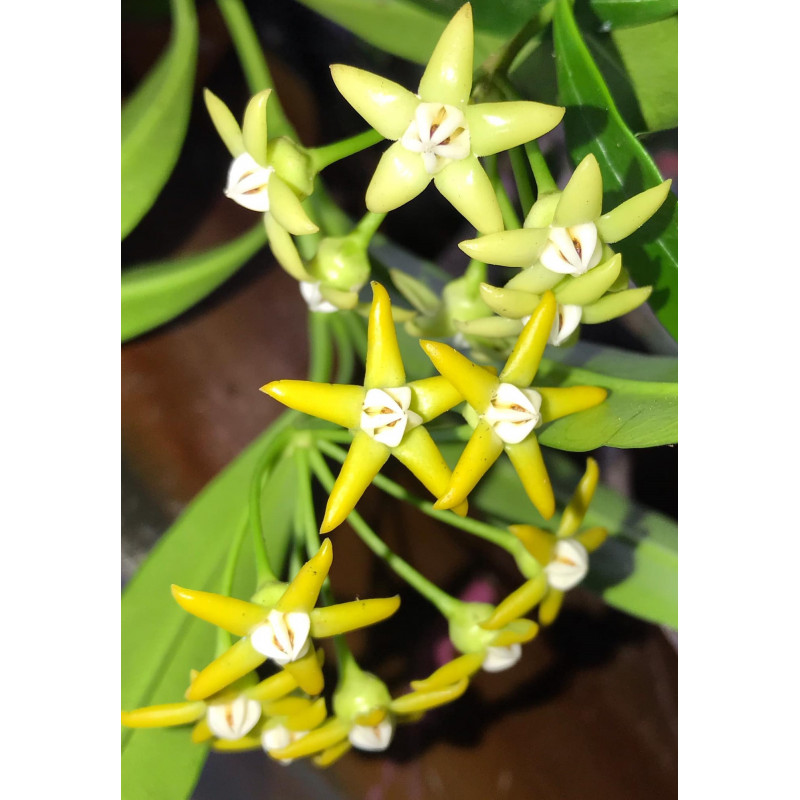 Hoya irisae store with hoya flowers