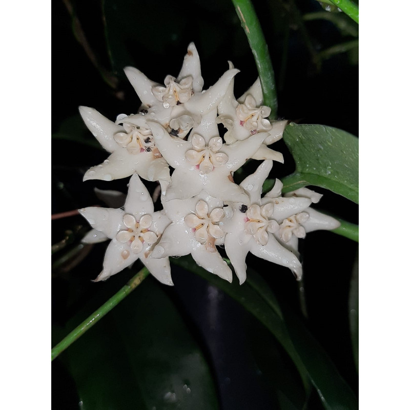 Hoya lucida store with hoya flowers