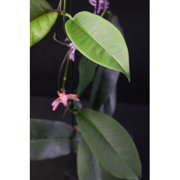 Hoya lucida store with hoya flowers