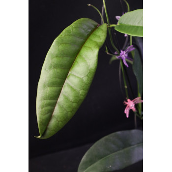 Hoya lucida store with hoya flowers