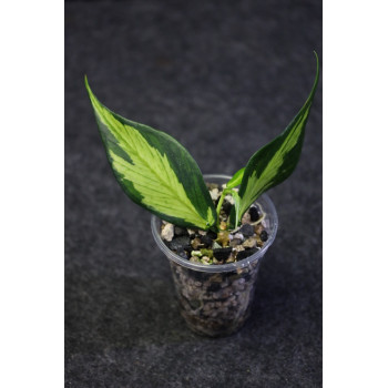 Hoya polyneura inner variegated - rooted internet store