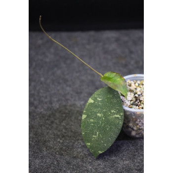 Hoya polypus SPLASH - ukorzeniona store with hoya flowers