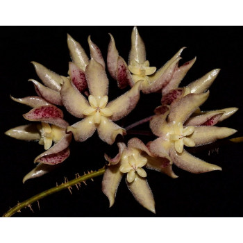 Hoya undulata BLACK ( long wavy leaves ) - real photos internet store