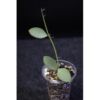 Hoya nummularioides SILVER - real photos sklep internetowy