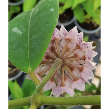 Hoya kapuasensis store with hoya flowers