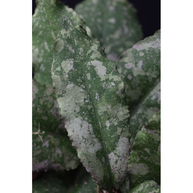 Hoya undulata SILVER store with hoya flowers