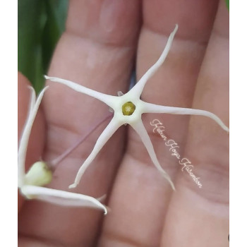 Papuahoya sp. /02/ store with hoya flowers