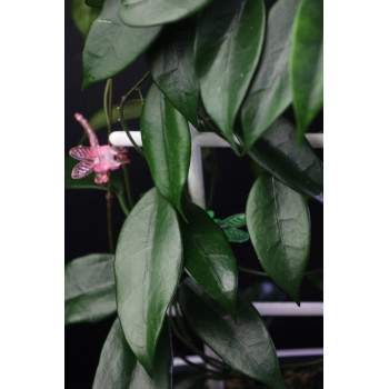 Hoya tamdaoensis store with hoya flowers