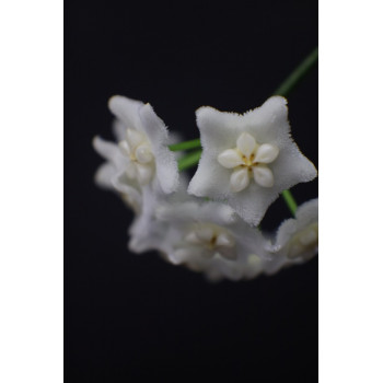 Hoya tamdaoensis store with hoya flowers