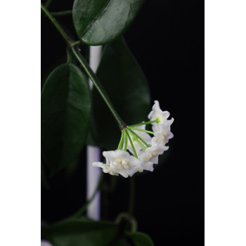 Hoya tamdaoensis store with hoya flowers