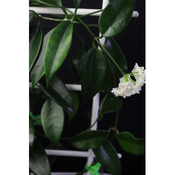 Hoya tamdaoensis store with hoya flowers