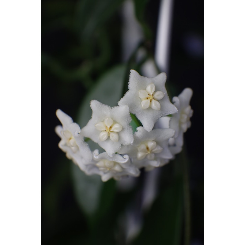 Hoya tamdaoensis store with hoya flowers