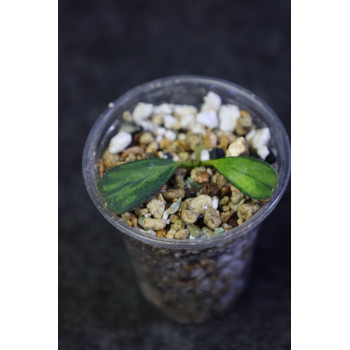 Hoya manipurensis 'Philo' ( variegated ) - rooted internet store