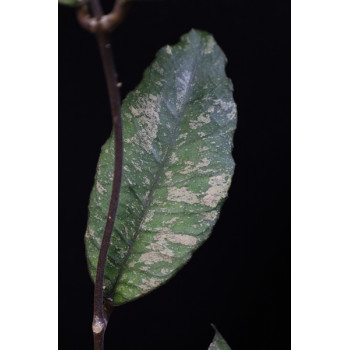 Hoya sp. ( previously vitellinoides ) store with hoya flowers