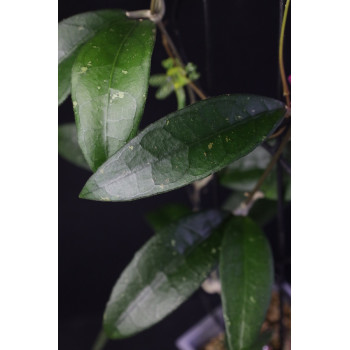 Hoya clemensiorum sp. Ngantang store with hoya flowers