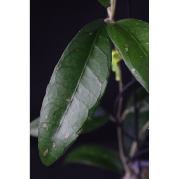 Hoya clemensiorum sp. Ngantang sklep z kwiatami hoya