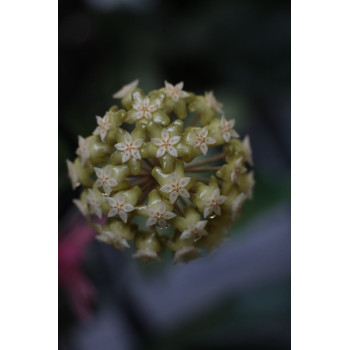 Hoya clemensiorum sp. Ngantang internet store