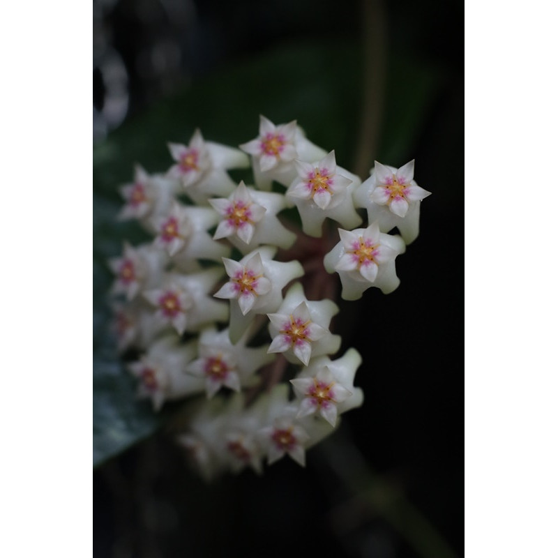 Hoya 'Nero' sklep z kwiatami hoya