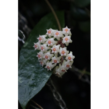 Hoya 'Nero' sklep z kwiatami hoya