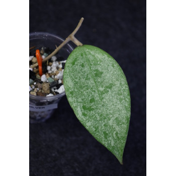 Hoya parasitica Silver sp. Indonesia - real photos internet store