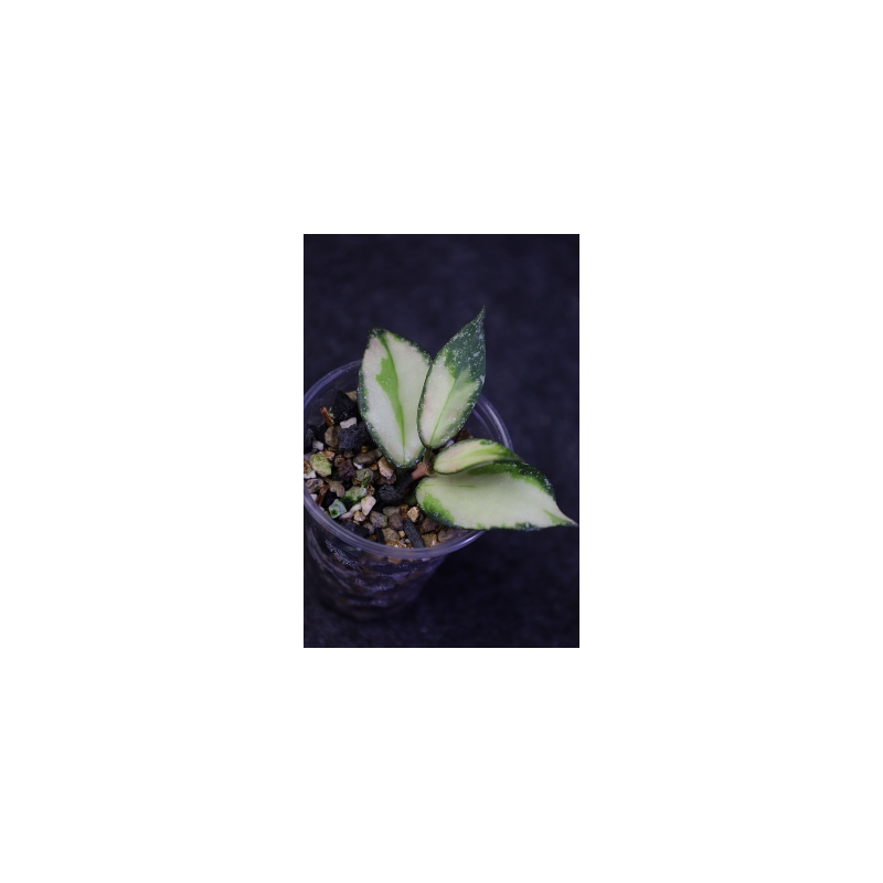 Hoya nabawanensis variegated - rooted store with hoya flowers