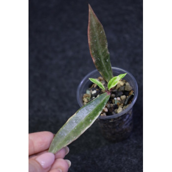 Hoya pubicalyx albomarginata - rooted, growing internet store
