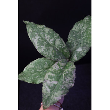 Hoya undulata SILVER ( big cutting REAL PHOTOS ) internet store